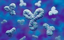 Méthode inédite de production d’anticorps monoclonaux par fusion cellulaire ciblée
