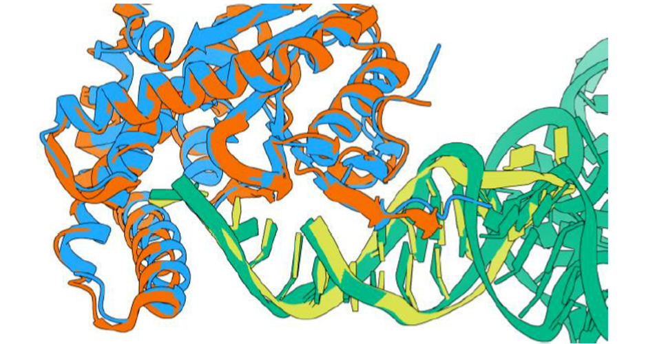 Des microhélices, de la biologie structurale et de l’enzymologie pour décrypter le mécanisme de synthèse de dipeptides cycliques par les CDPS.