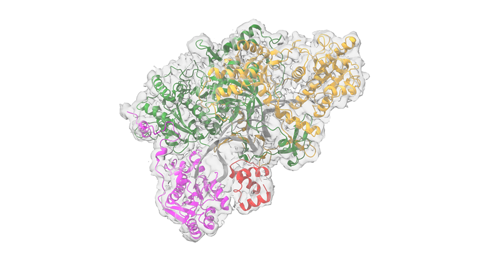 Bases structurales de la stimulation par Ku de l’activité exonucléasique de la protéine WRN.