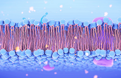Rôle de la protéine Ist2 dans le transport membranaire de la phosphatidylsérine