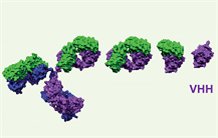 Biothérapies : existence d’un risque d’immunogénicité pour les nanocorps