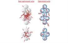 Préparation des échantillons pour la protéomique : jouer sur le ratio protéines / billes d’accroche pour améliorer sensiblement la qualité de l’analyse
