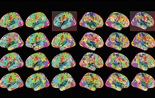 Subject fingerprinting and task classification rely on distinct connectivity features