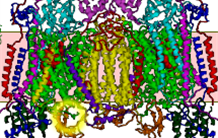 Structure, function and regulation of disease-related membrane transport proteins