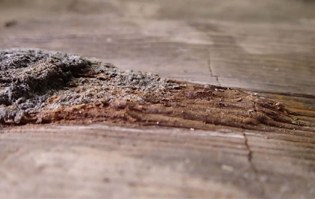 Efflorescence pyrite oxydation bois archeologique