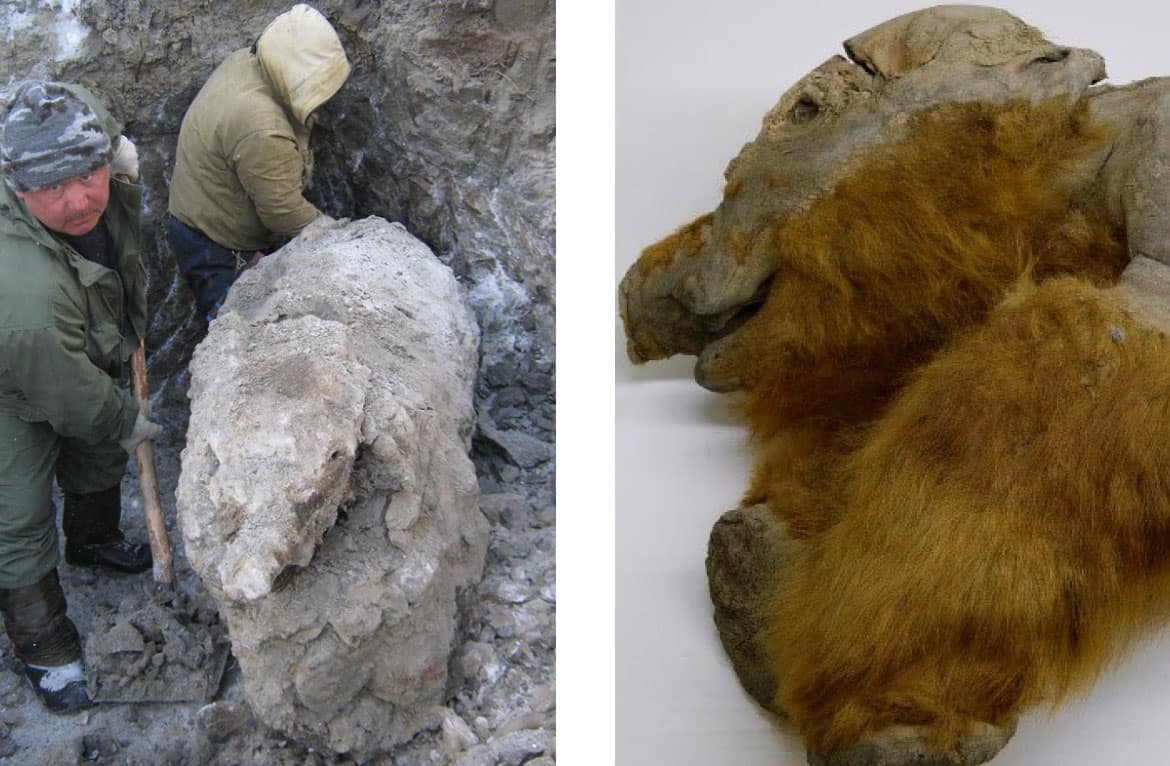 Khroma, the frozen baby mammoth