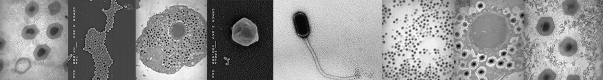 virus.png
