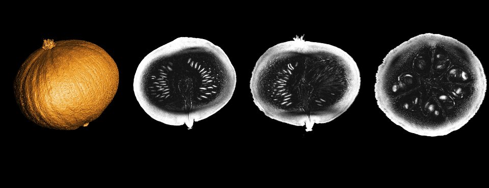 First images for MRI at 11.7 Tesla