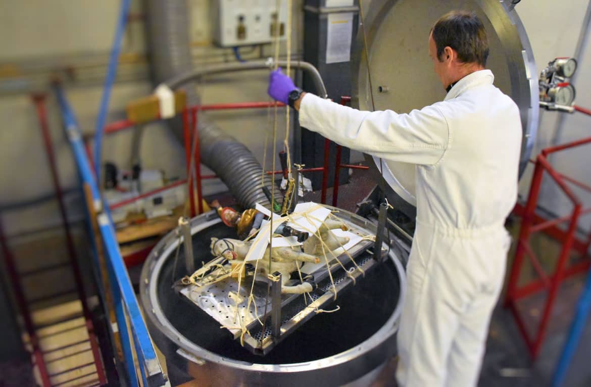 Traitement sculpture insectes resine styrene polyester vide-pression