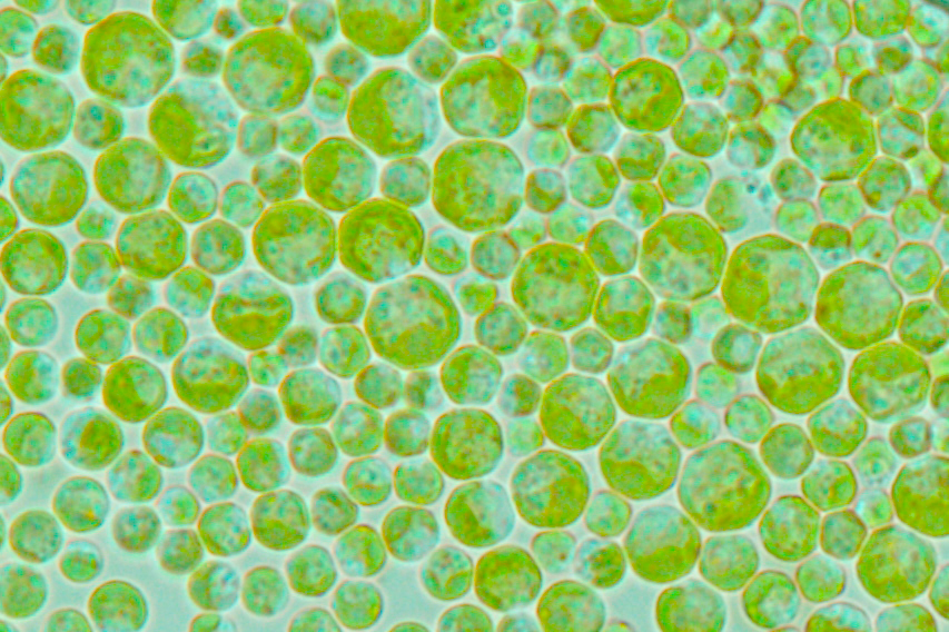 Cultures de Chlamydomonas reinhardtii vues au microscope optique. ©G.Lesénéchal/CEA
