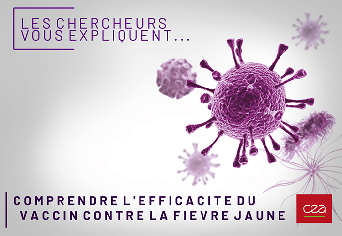 Comprendre l’efficacité du vaccin contre la fièvre jaune. Caroline Manet, chercheuse post-doctorante à IDMIT.