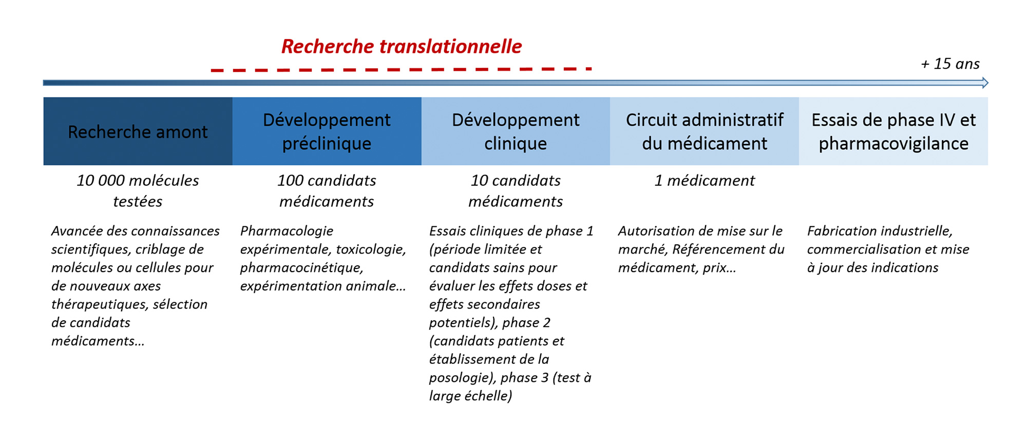 Schéma des étapes de recherche et développement nécessaires avant la mise à disposition d'un nouveau médicament. IDMIT contribue à unir les compétences et équipements de ses membres fondateurs dans la recherche et développement contre les maladies infectieuses pour faciliter et accélérer les étapes correspondant à la recherche translationnelle.