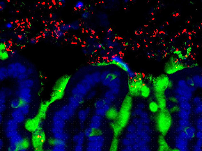 Des bactéries (en rouge) résident de façon naturelle parmi le mucus (en vert) et des cellules (en bleu) de l'intestin grêle d'une souris, en microscopie à fluorescence.