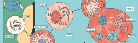 Infographie Vaccin ARN