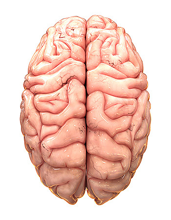 Lire les « lignes » du cerveau grâce à la reconnaissance automatique