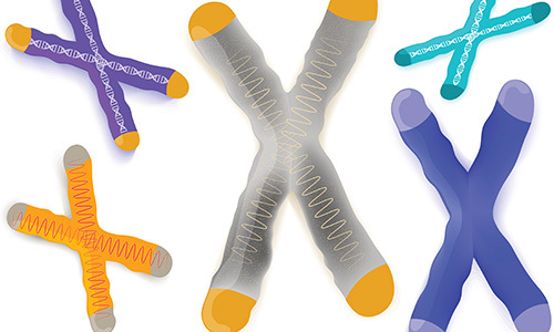 Mystérieux télomères : un mécanisme de protection de l’ADN décrypté