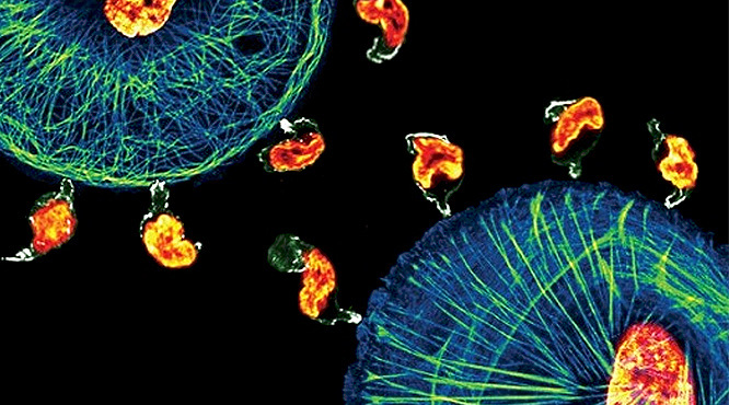 Les cellules souches hématopoïétiques se mettent en quatre pour se différencier