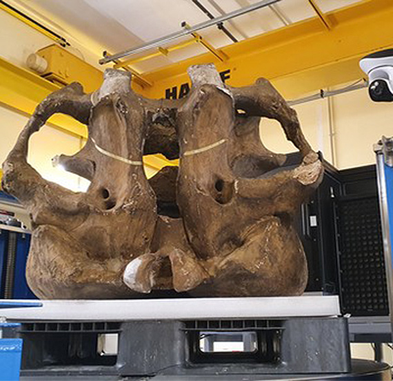 Tomographie d’un crâne de mammouth