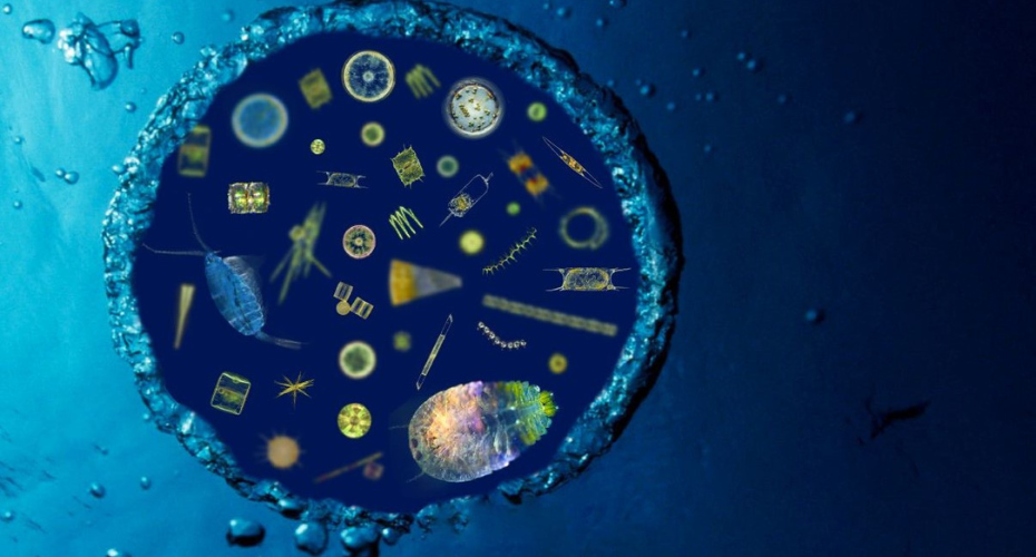 Les eucaryotes planctoniques non cultivés révèlent enfin leurs secrets
