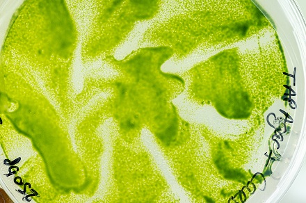 micro-algues-etape-1.jpg