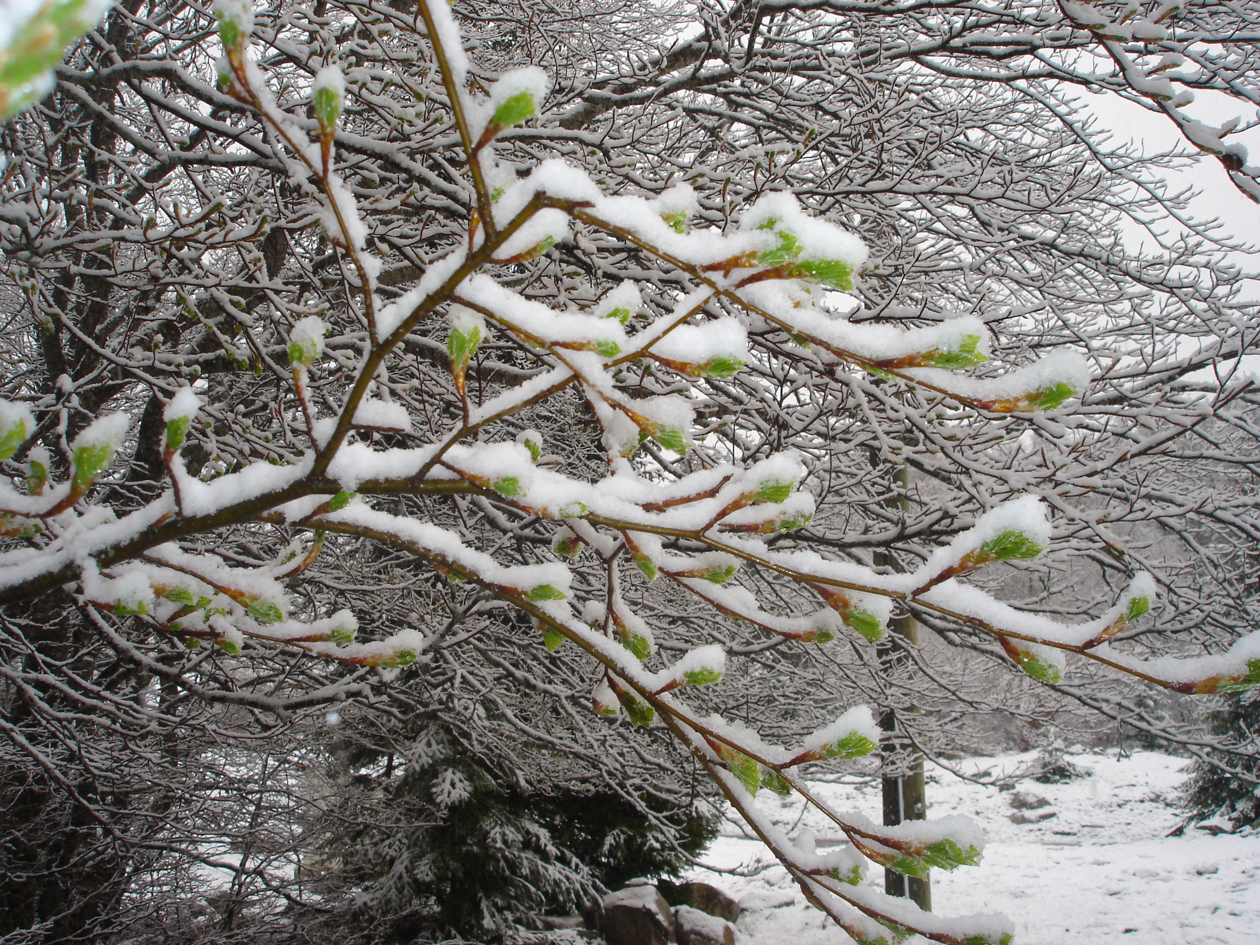 Observations de la période de déploiement des feuilles et du verdissement des forêts. © Yann Vitasse