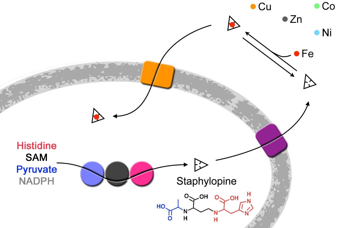 Modèle fonctionnement staphylopine.jpg
