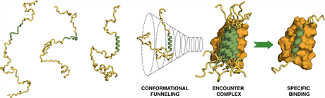 image 3D de l'interaction entre les deux protéines