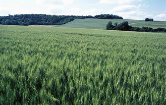 Mieux comprendre l’impact d’évènements climatiques extrêmes sur les rendements du blé