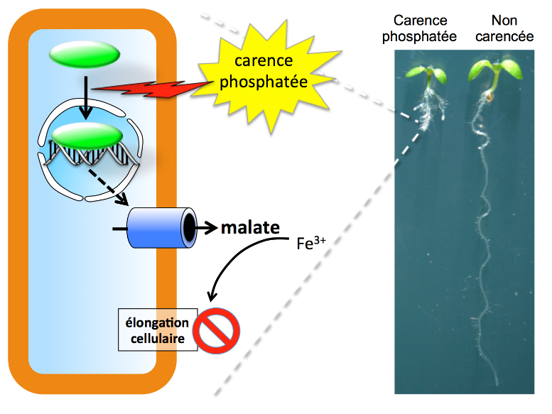 Schéma croissance racine phosphate.png