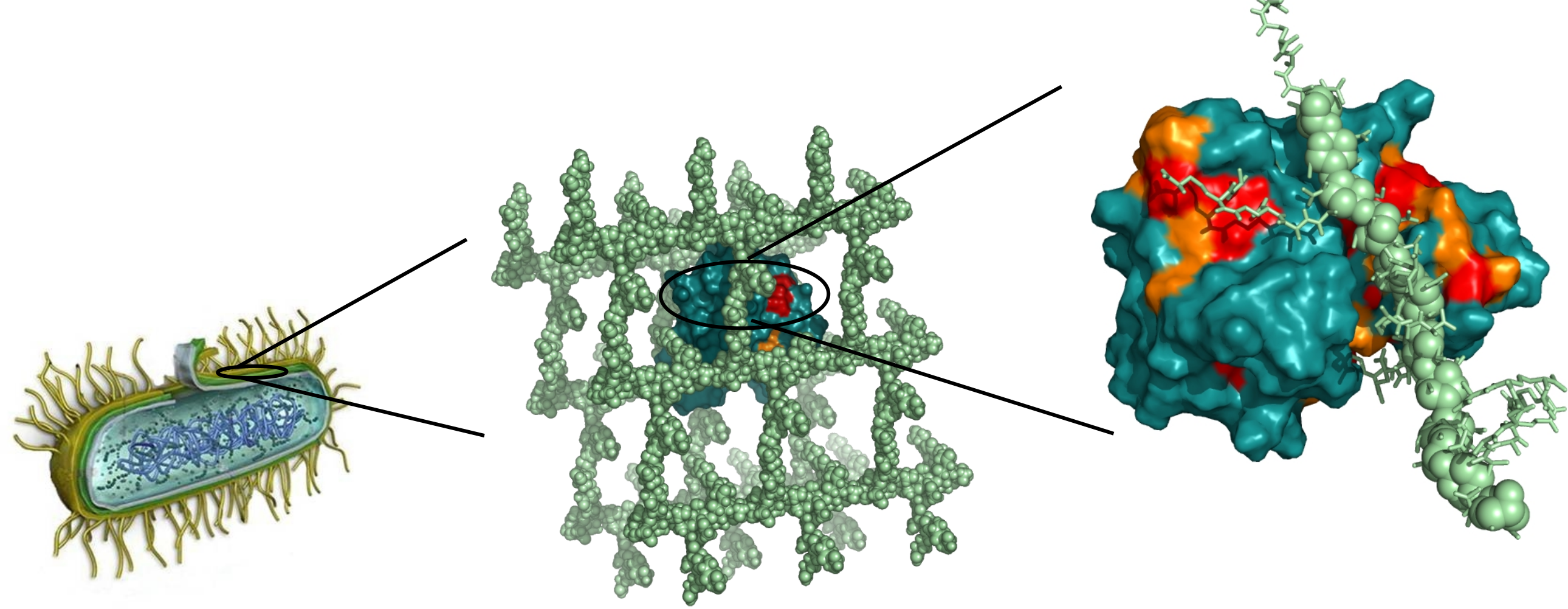 intéractions paroi bactérienne et enzymes_crédit IBS.png