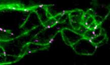 (c) Manuel Théry, CEA © Manuel Théry, CEA