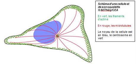 schéma centrosome actine.JPG