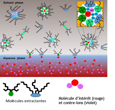 Vue à l’échelle du nanomètre de l’interface entre deux liquides (orange et bleu). L’équipe de recherche a théorisé et démontré le comportement et la synergie des molécules extractantes employées pour récupérer des métaux dans une solution : en utilisant différentes molécules, celles-ci peuvent s’associer en une multitude d’agrégats dynamiques, capables d’extraire plus efficacement un plus grand nombre de sels métalliques d’intérêt. Si un seul type d’extractant est employé, la capacité de formation d’agrégats est plus restreinte, et l’extraction est moins efficace. Ce dispositif unique au monde est actuellement opérationnel au laboratoire commun SCARCE (CEA/NTU à Singapour). Il s'agit d'une adaptation non officielle d'un article paru dans une publication ACS. La revue ACS n'a pas approuvé le contenu de cette adaptation ni le contexte de son utilisation. Schéma.jpg