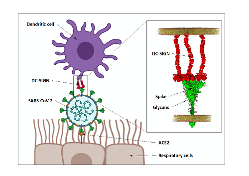 Capture du  SARS-CoV2 par les récepteurs DC-SIGN et/ou  L-SIGN, favorisant la trans-infection des cellules permissives au virus