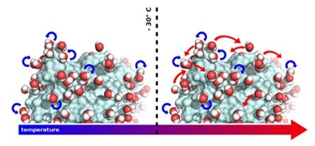 schéma activation protéine par molécules d'eau.jpg