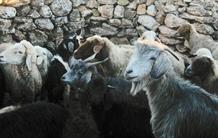 Des chemins évolutifs similaires pour la domestication de la chèvre et du mouton