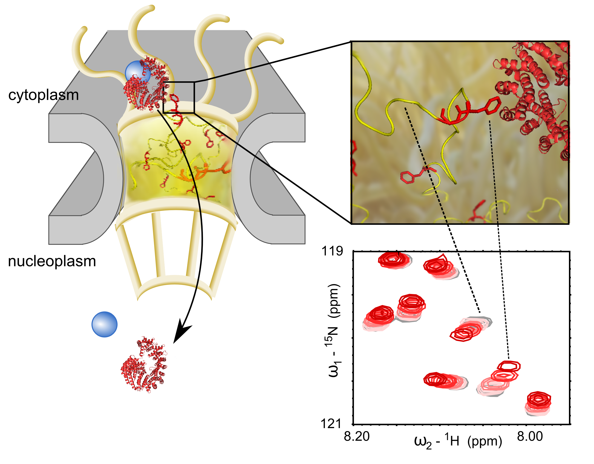 Schéma d’un pore nucléaire et du transit d’une molécule entre le cytoplasme et le noyau.