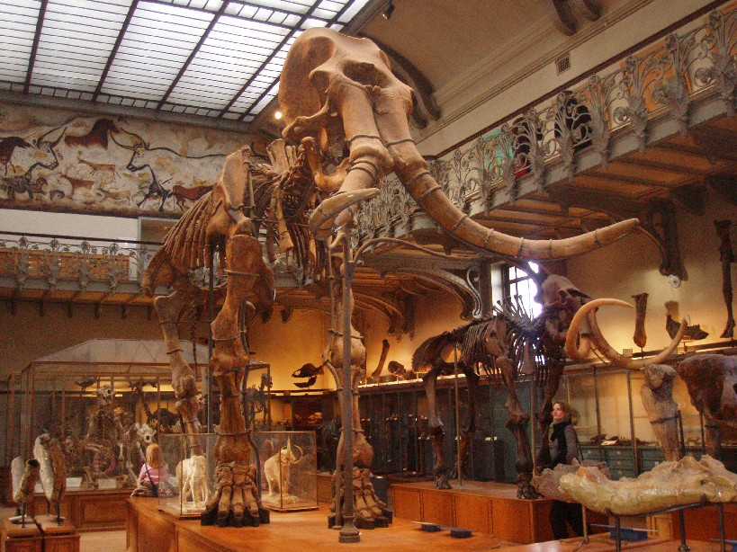 Squelette de Mammuthus meridionalis au Muséum national d'histoire naturelle de Paris.