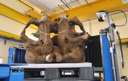 Le mammouth de Durfort étudié aux rayons X