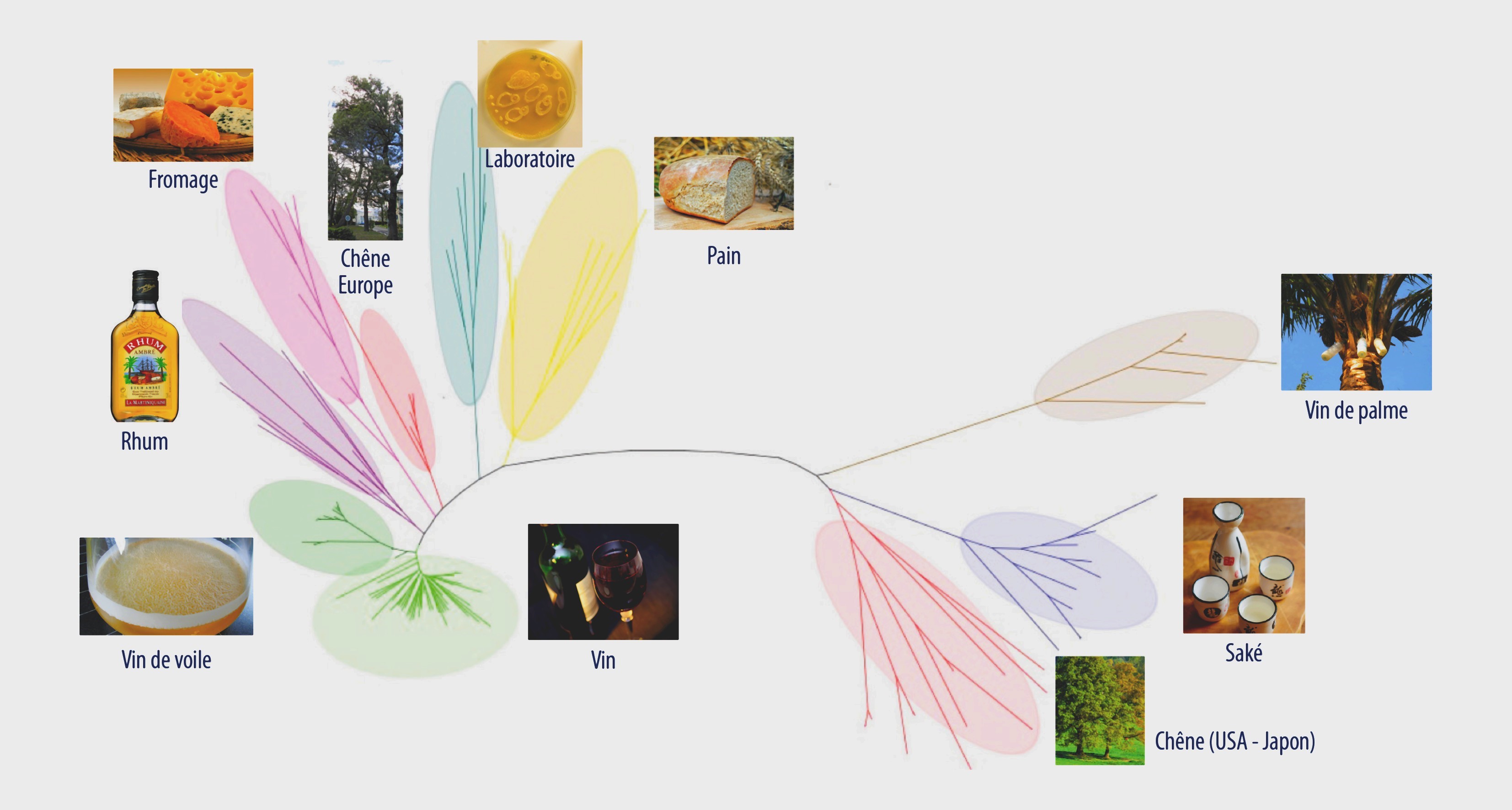Cet arbre phylogénétique représente les liens de parenté entre les différentes souches/individus de S. cerevisiae. Les couleurs indiquent les groupes de souches qui se ressemblent. Ces groupes correspondent aussi à des habitats différents : les levures sont adaptées à un habitat/procédé. © Inra