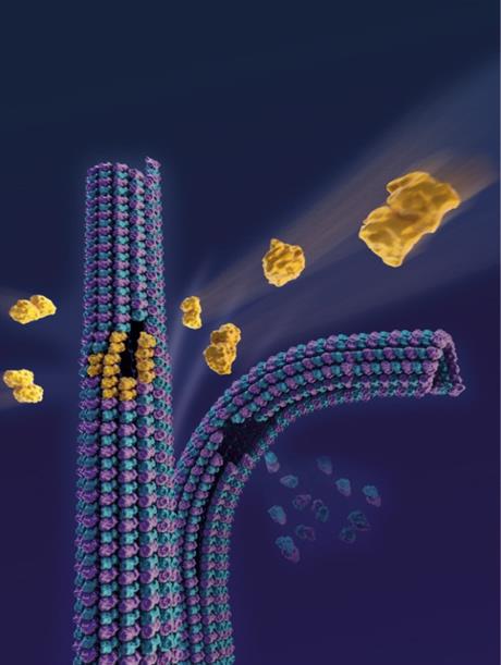 modele de dissociation et réparation.jpg