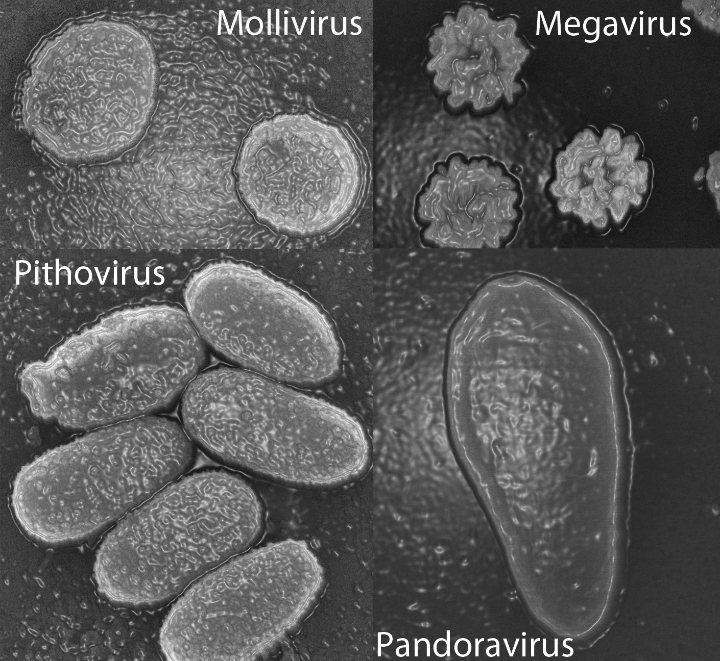 virus-geants-microscopie.jpg