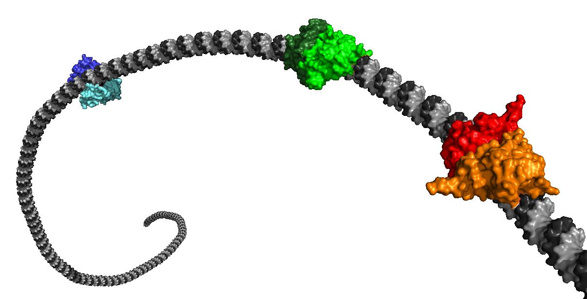 trois-conformations-de-la-proteines-leafy.jpg