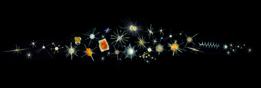 Plankton mandala cosmic ©Christian - Noé Sardet _ Fondation Tara Ocean.jpg