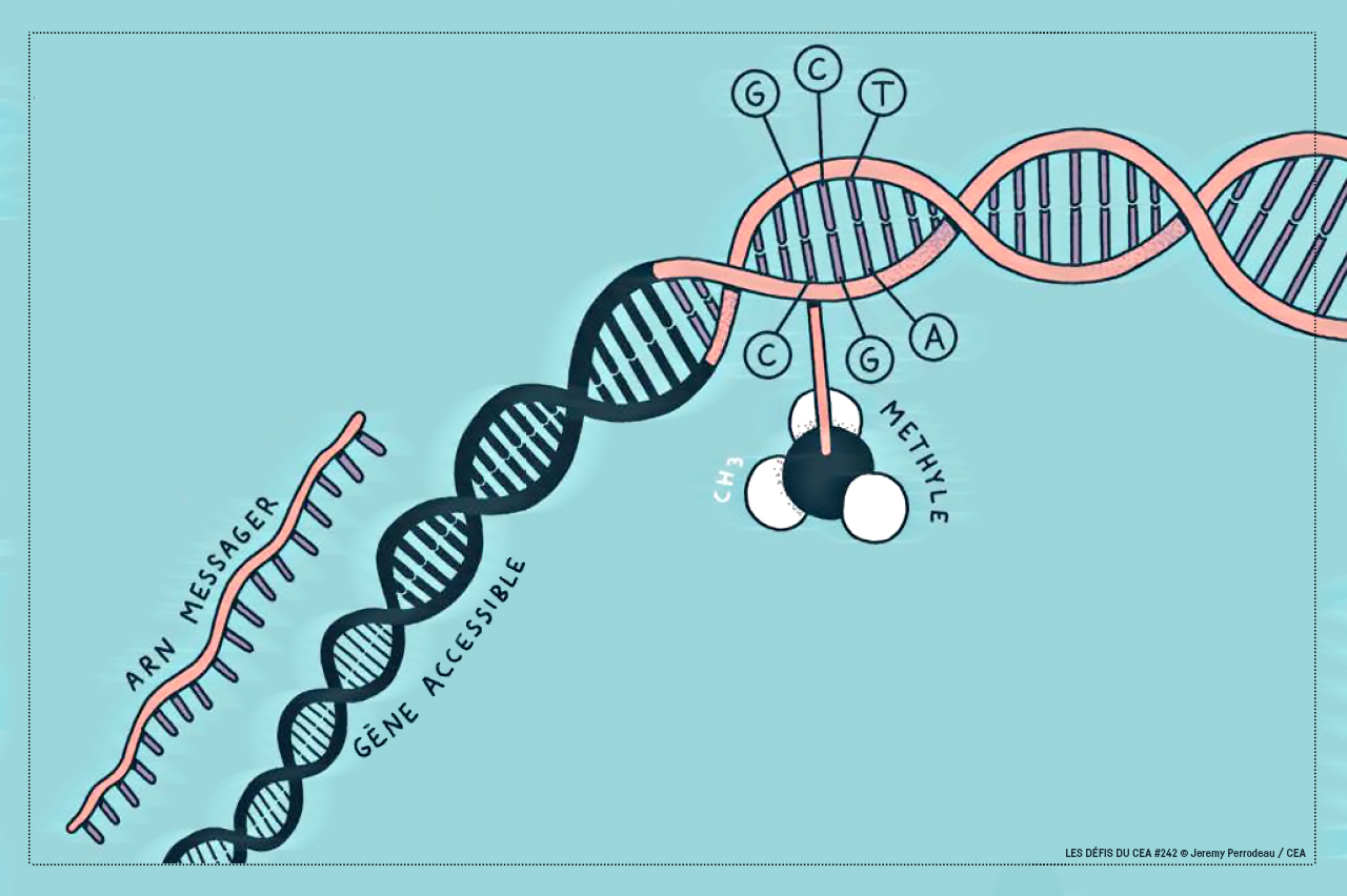 L’ADN méthylé