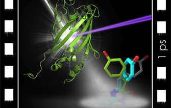 Cinéma moléculaire ultra-rapide : voir les protéines absorber la lumière