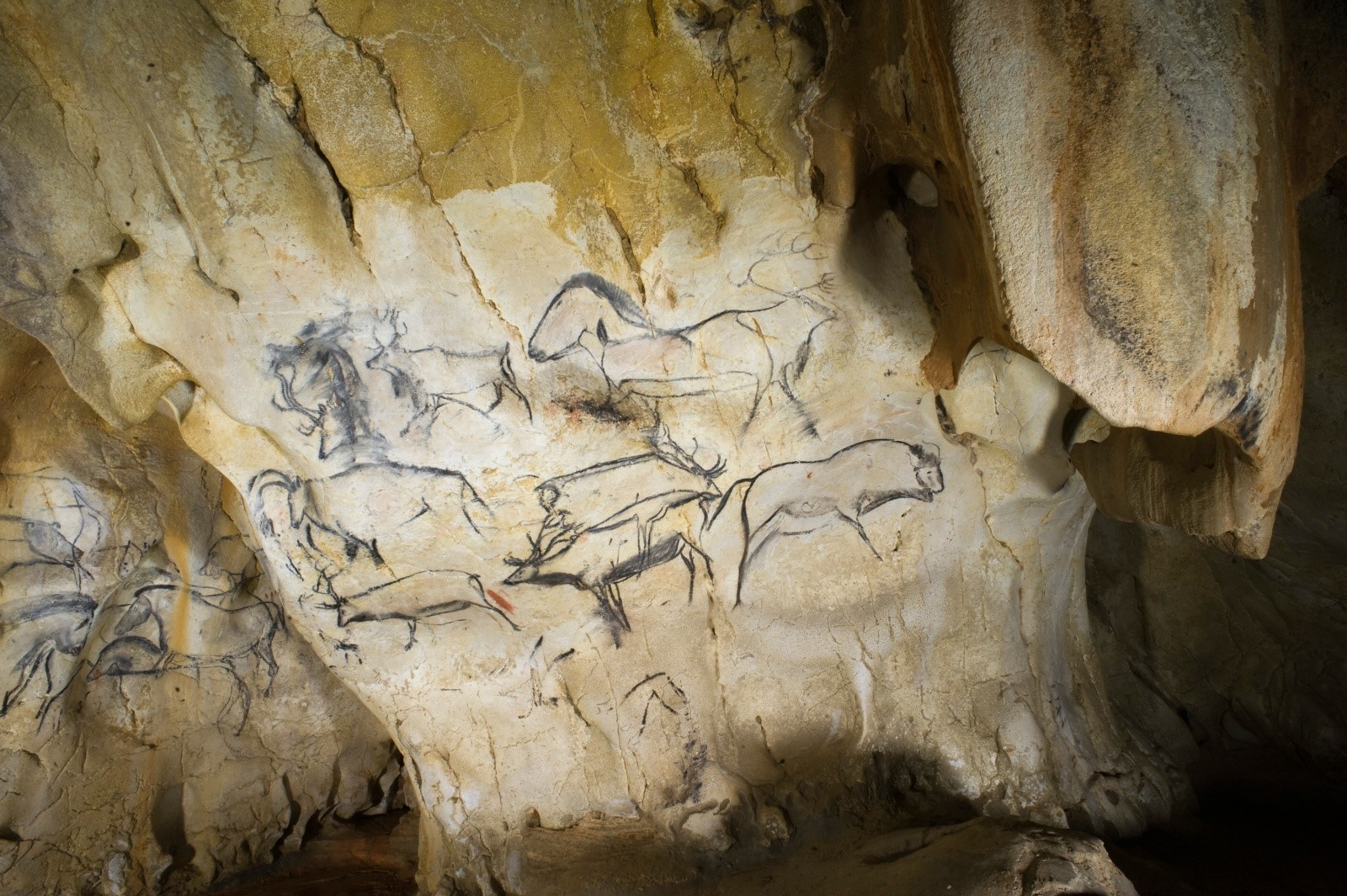 Photo du panneau des rennes de la grotte Chauvet-Pont d’arc, daté au carbone 14.