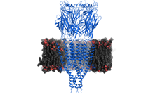 Pharmacologie : la structure d’un récepteur à la sérotonine dévoilée
