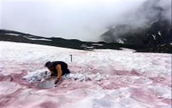 Alpaga : the search for mountain snow microalgae
