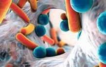 Microbiote intestinal : fonctionnement d’une bactérie vampire